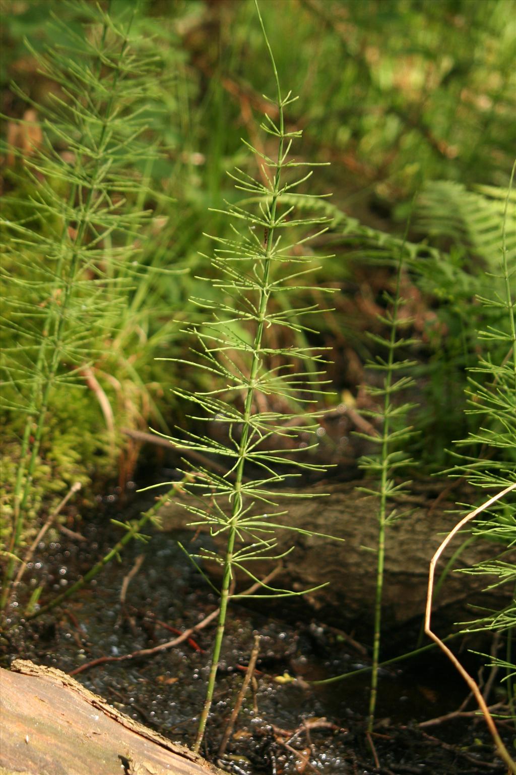 Equisetum fluviatile (door Willem Braam)