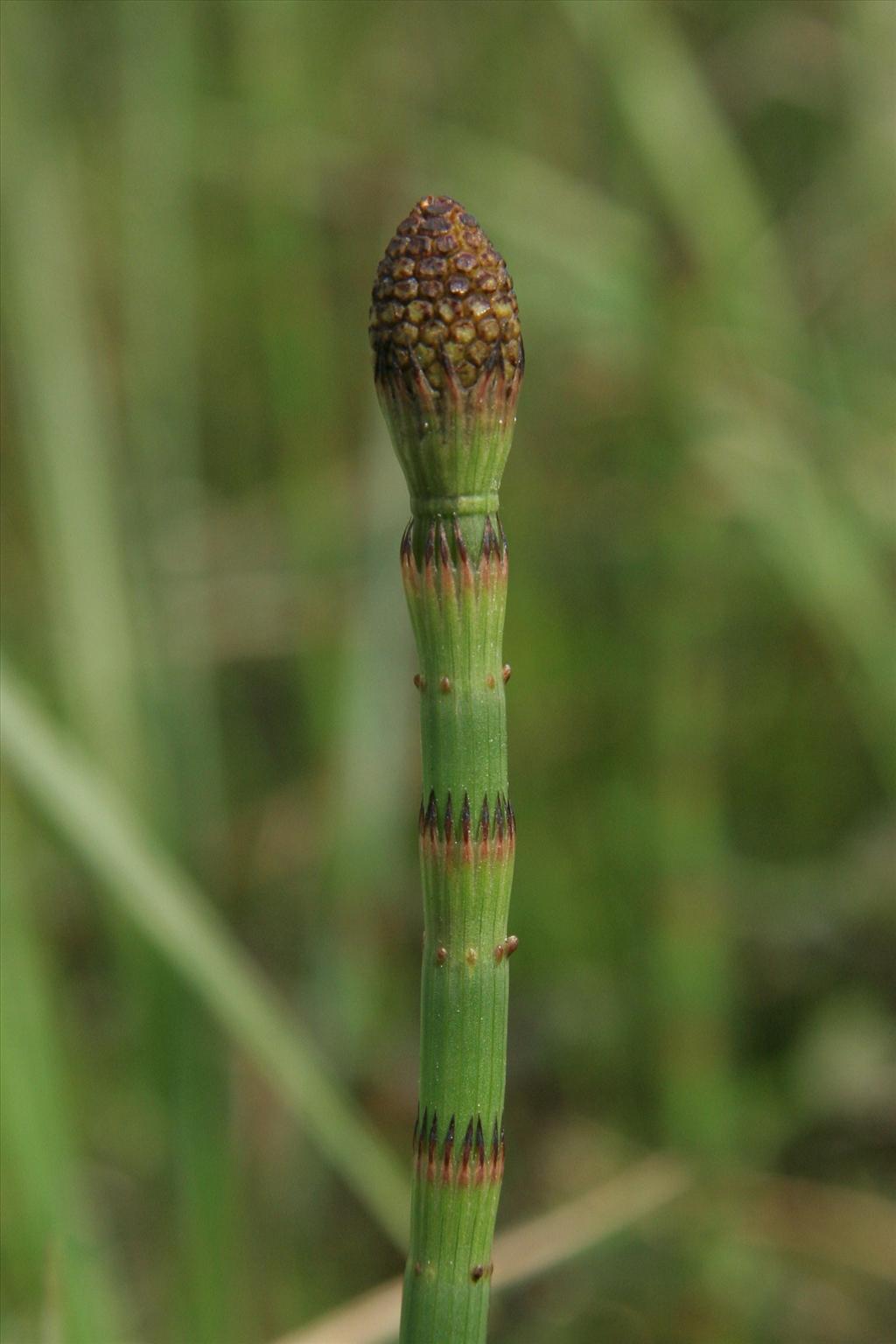 Equisetum fluviatile (door Willem Braam)