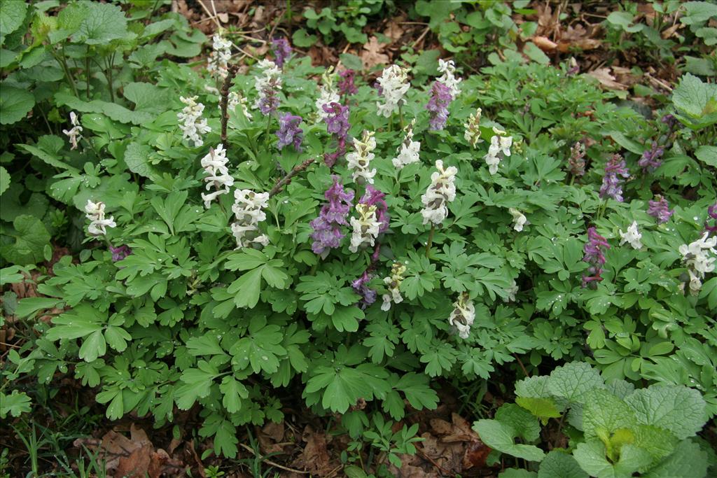 Corydalis cava (door Willem Braam)