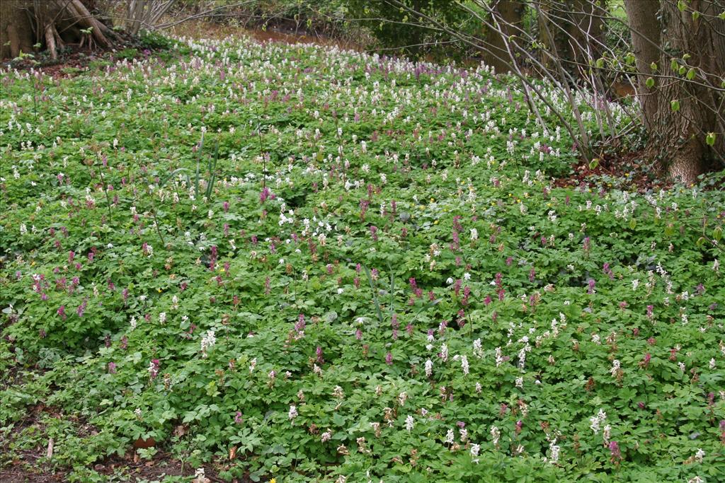 Corydalis cava (door Willem Braam)