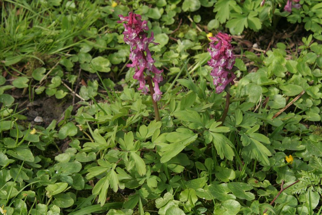 Corydalis cava (door Willem Braam)