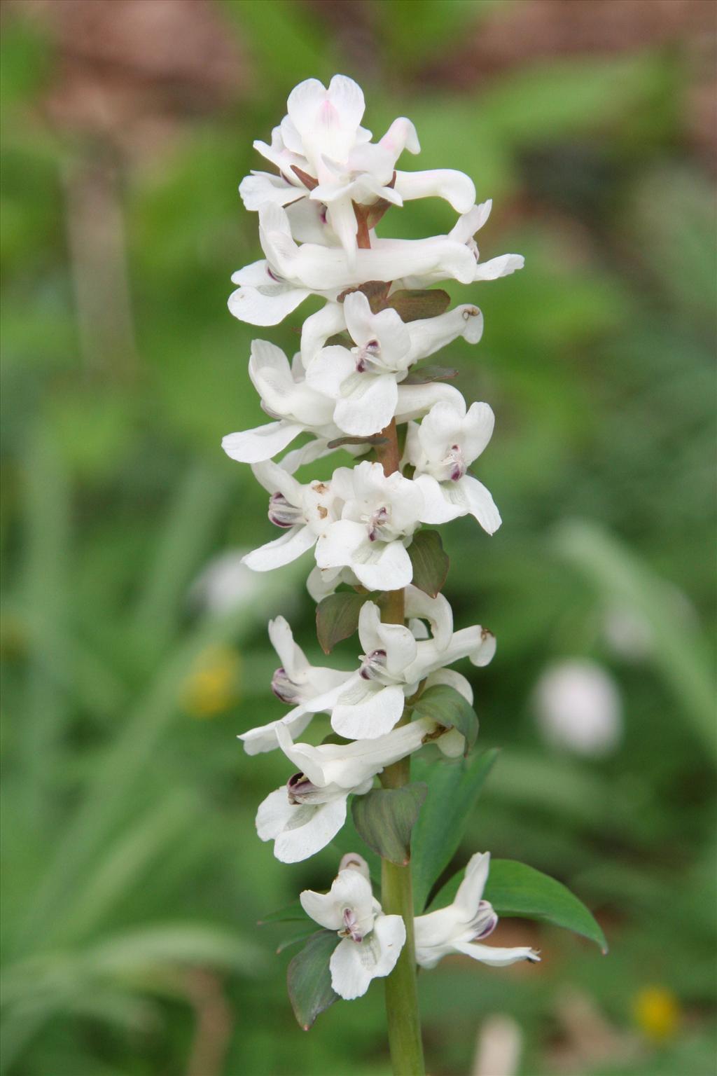 Corydalis cava (door Willem Braam)