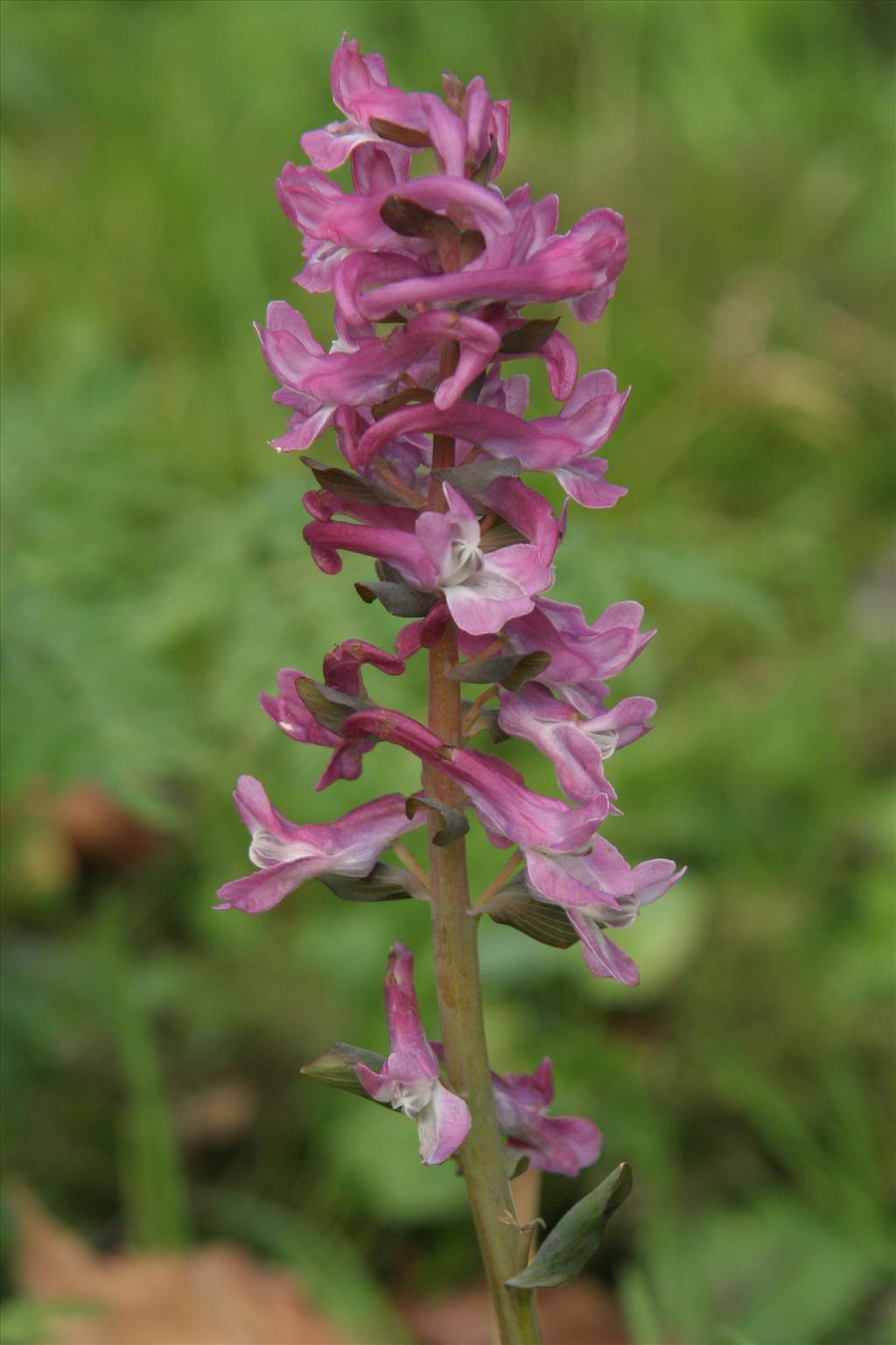 Corydalis cava (door Willem Braam)