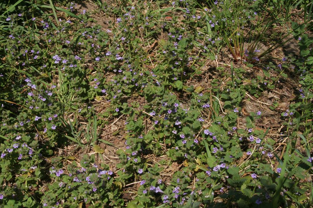 Glechoma hederacea (door Willem Braam)