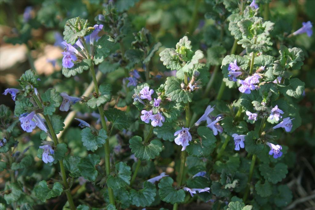 Glechoma hederacea (door Willem Braam)