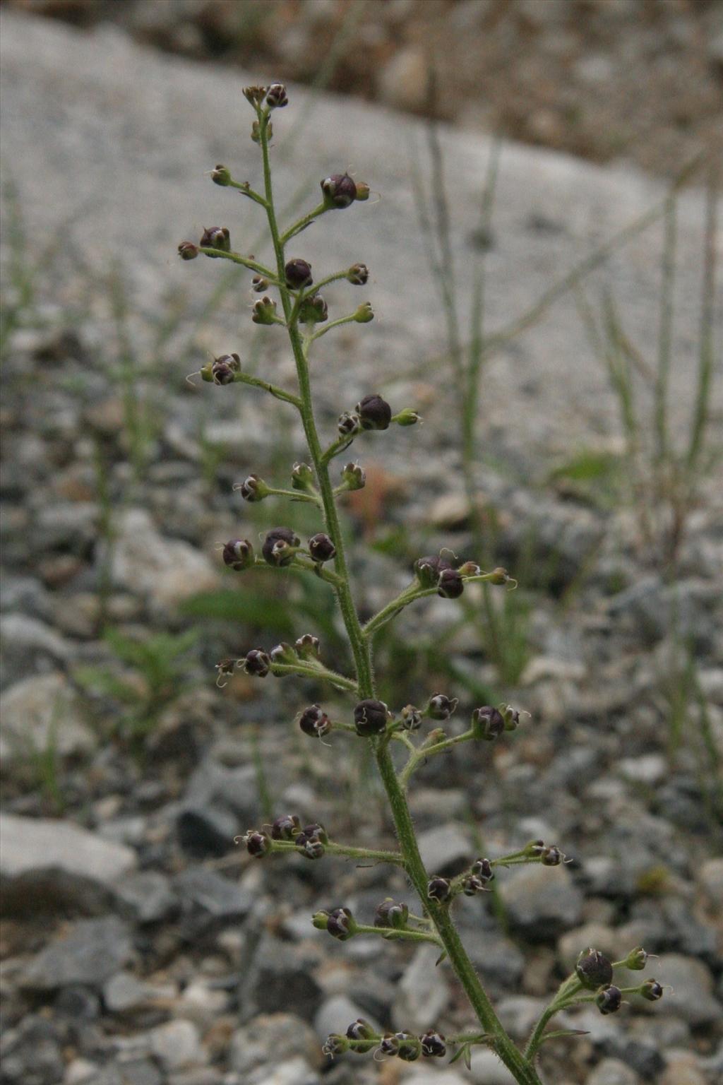 Scrophularia canina (door Willem Braam)