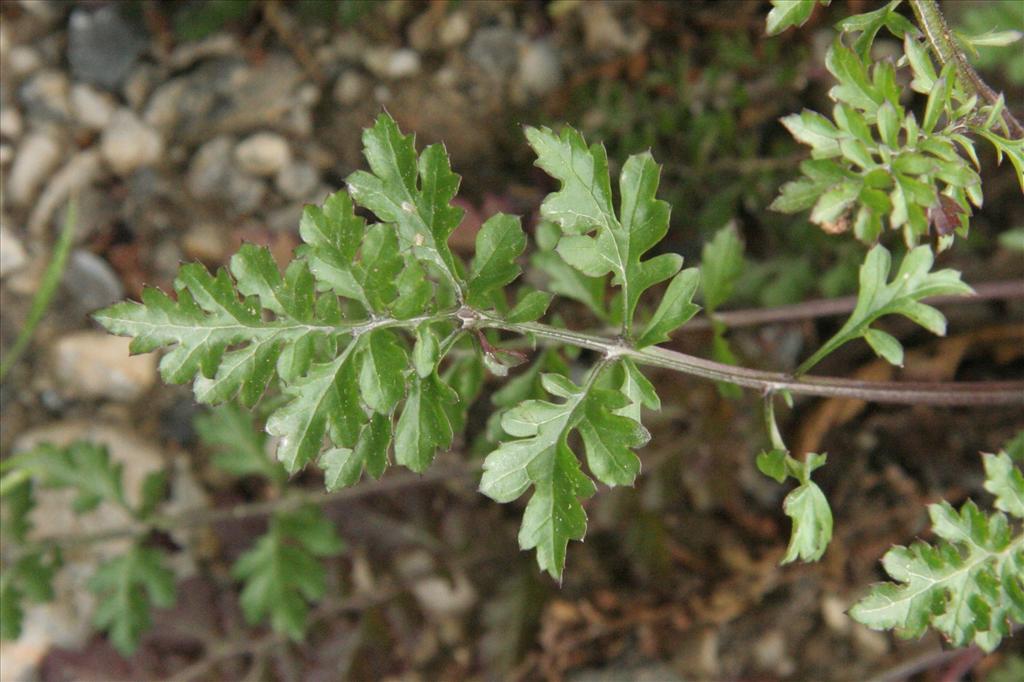 Scrophularia canina (door Willem Braam)