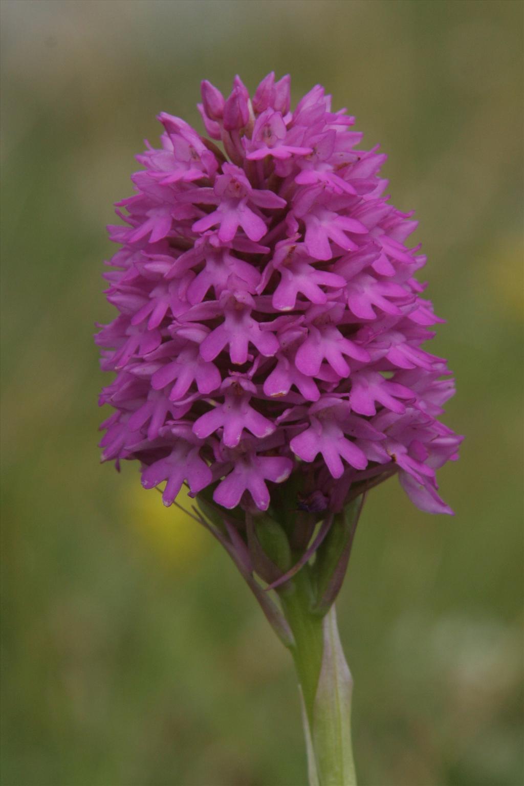 Anacamptis pyramidalis (door Willem Braam)