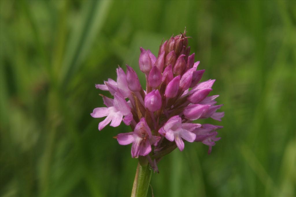 Anacamptis pyramidalis (door Willem Braam)