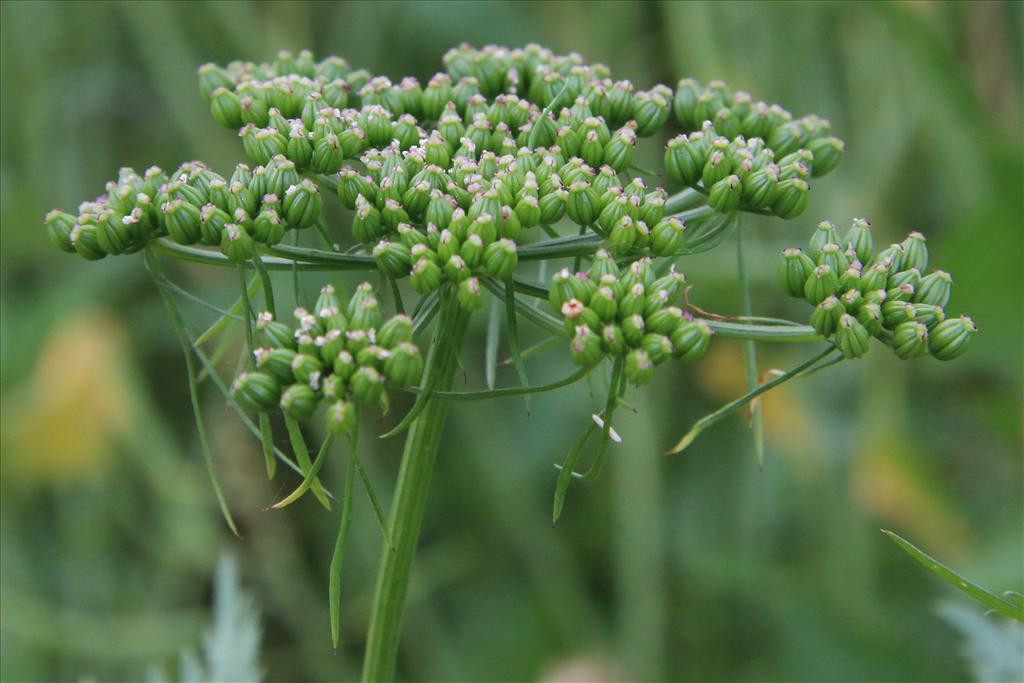 Aethusa cynapium (door Willem Braam)