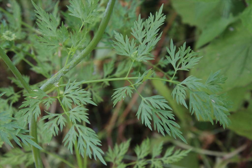 Aethusa cynapium (door Willem Braam)