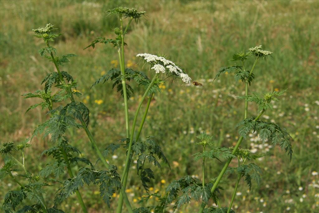 Aethusa cynapium (door Willem Braam)