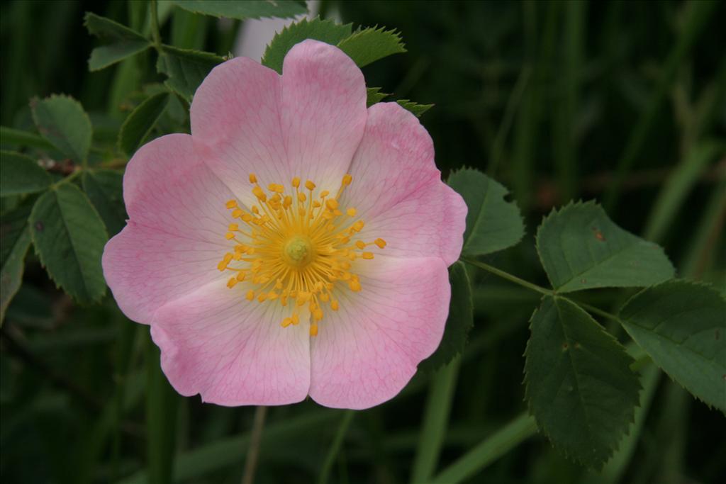 Rosa canina var. andegavensis (door Willem Braam)