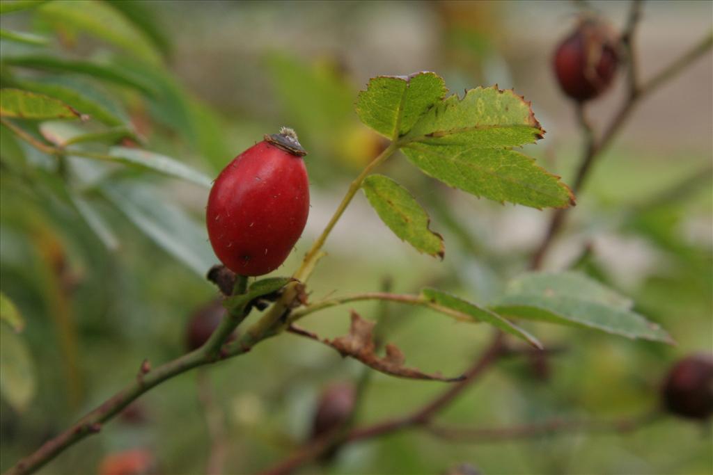 Rosa canina var. andegavensis (door Willem Braam)