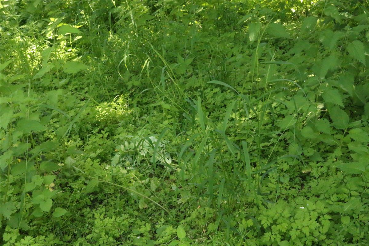 Elymus caninus (door Willem Braam)