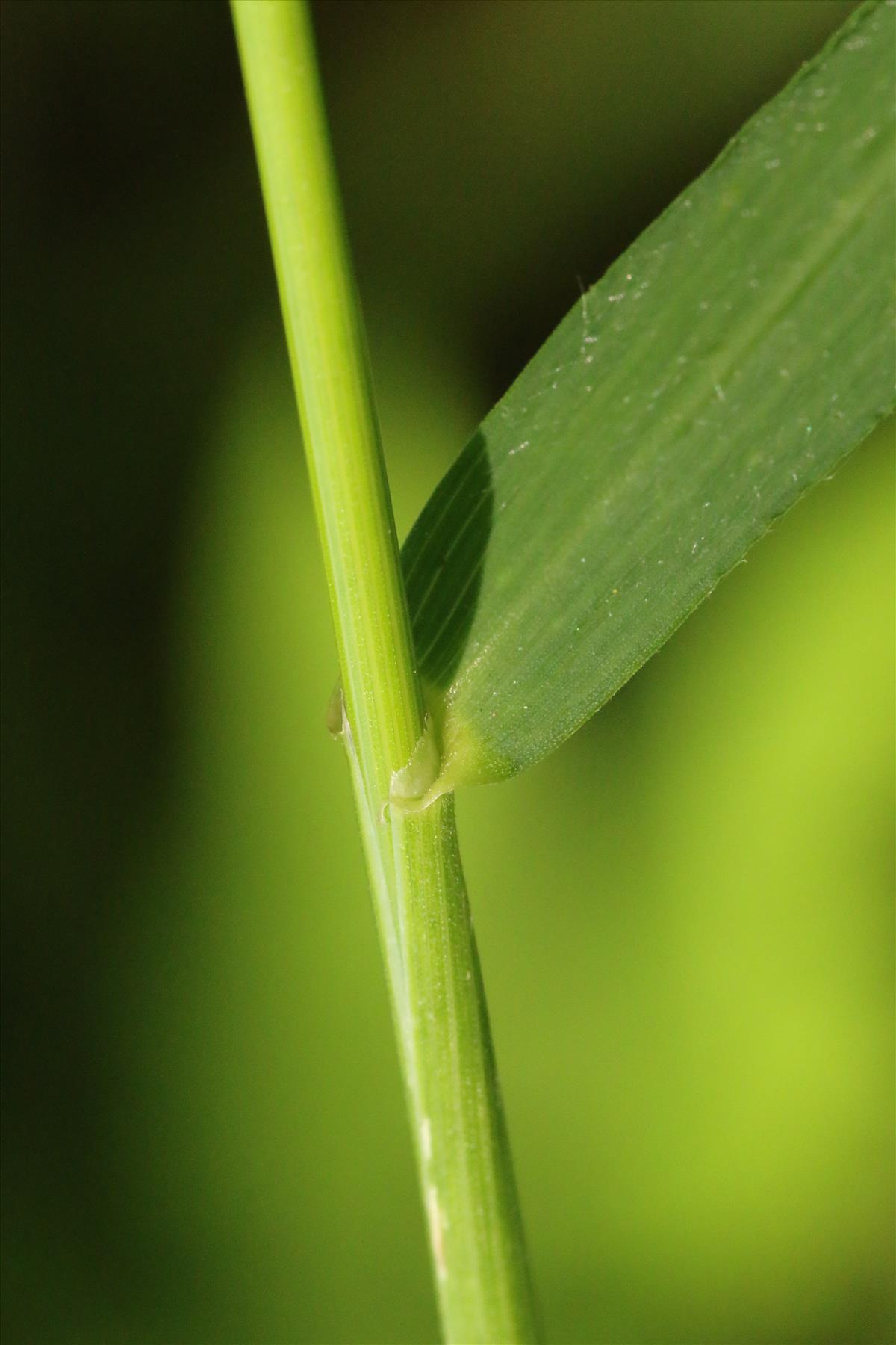 Elymus caninus (door Willem Braam)