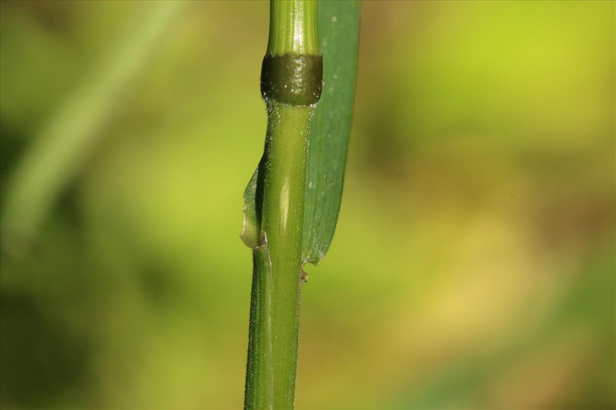 Elymus caninus (door Willem Braam)