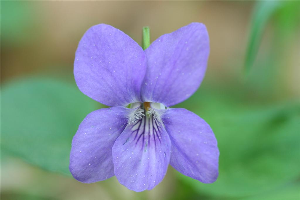 Viola canina (door Willem Braam)