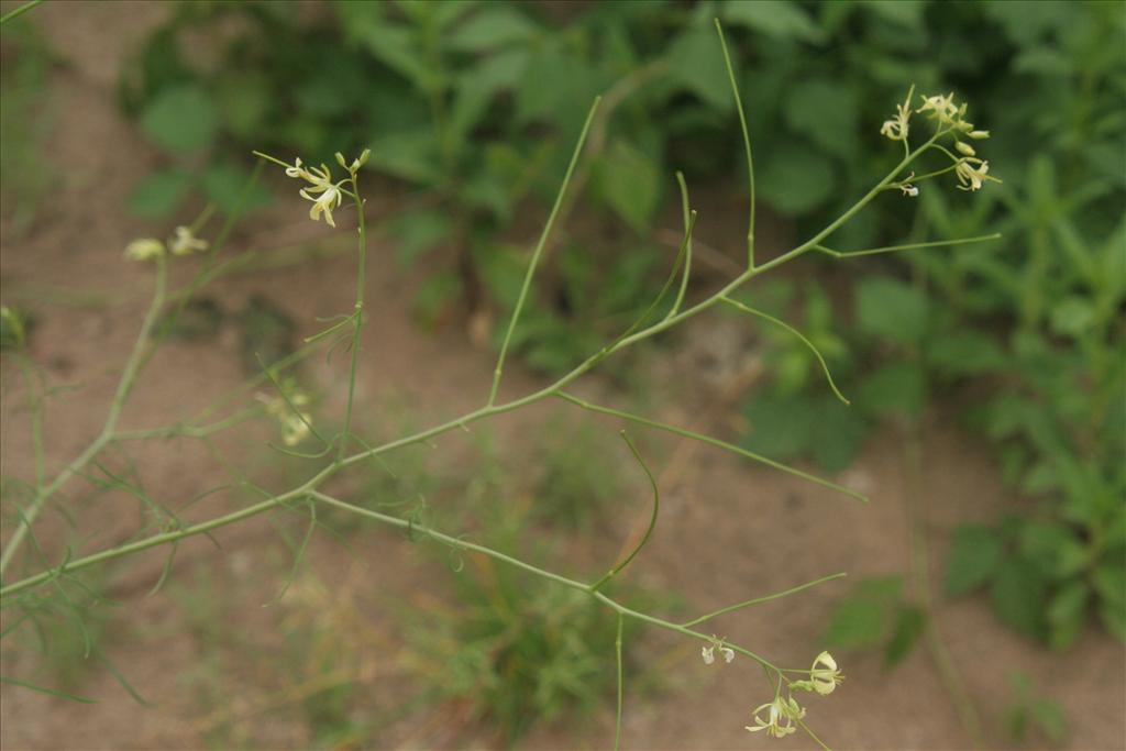 Sisymbrium altissimum (door Willem Braam)