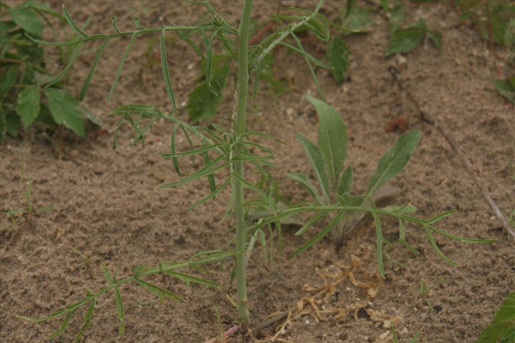 Sisymbrium altissimum (door Willem Braam)