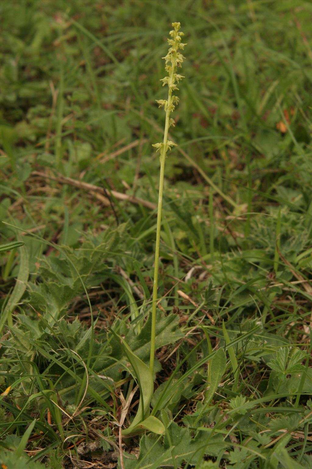 Herminium monorchis (door Willem Braam)