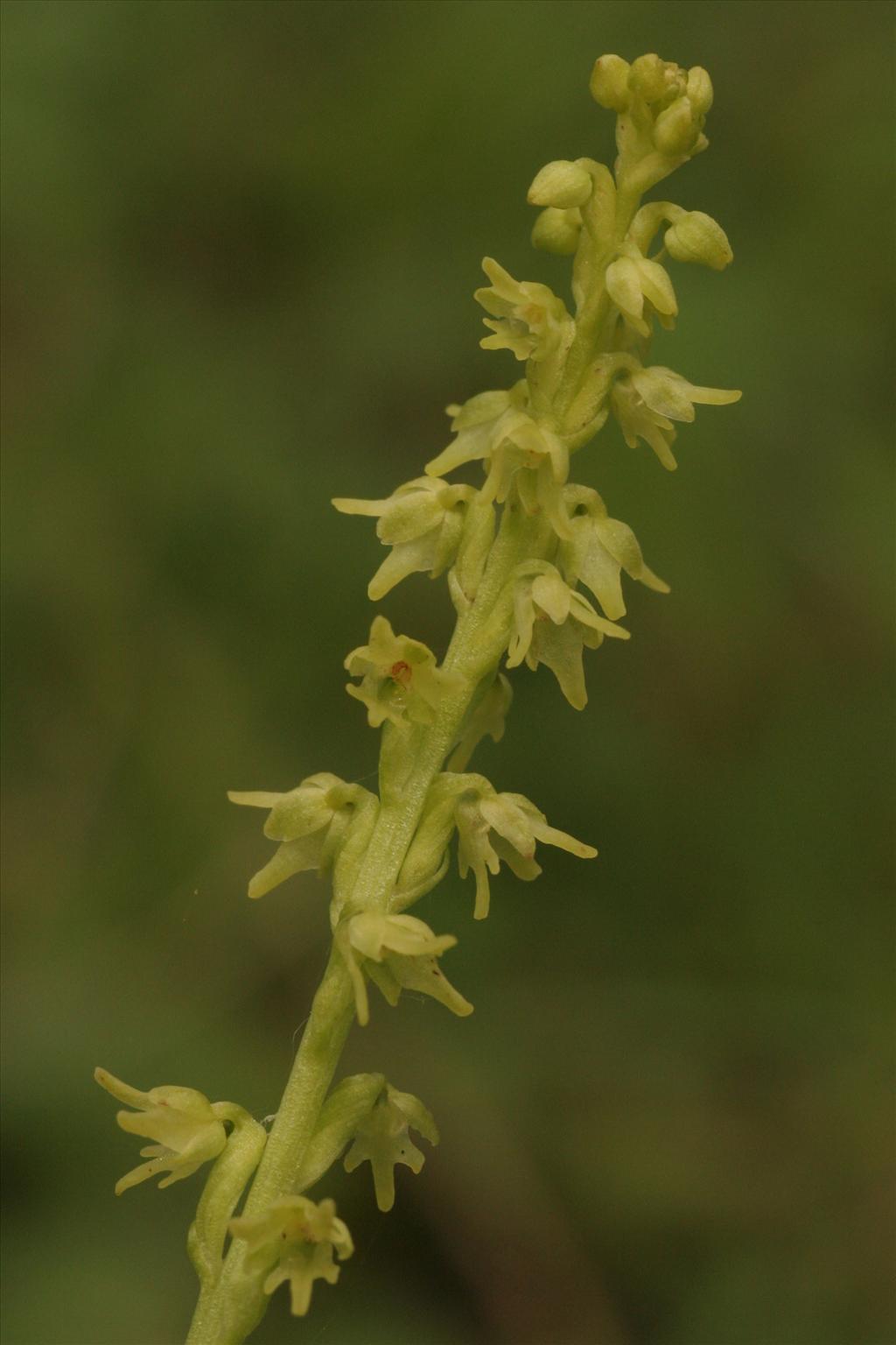 Herminium monorchis (door Willem Braam)