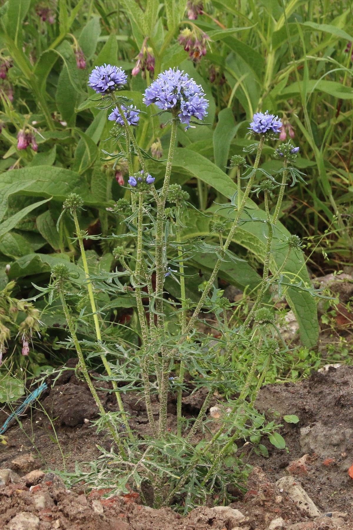 Gilia capitata (door Willem Braam)