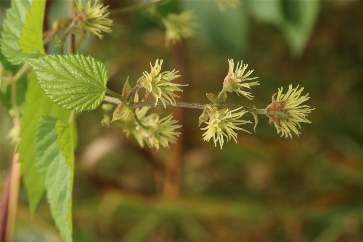 Humulus lupulus (door Willem Braam)