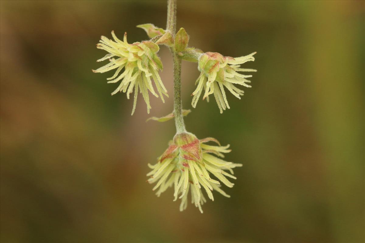 Humulus lupulus (door Willem Braam)