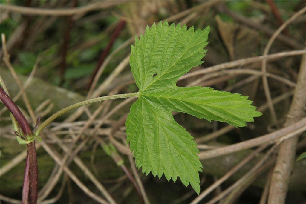 Humulus lupulus (door Willem Braam)