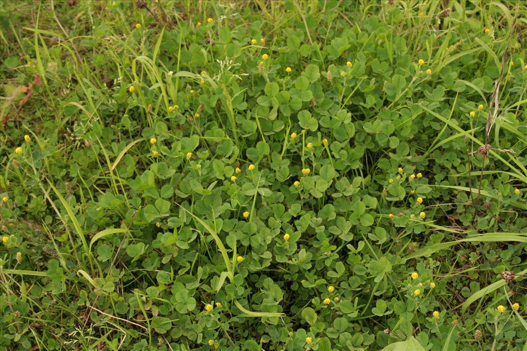 Medicago lupulina (door Willem Braam)