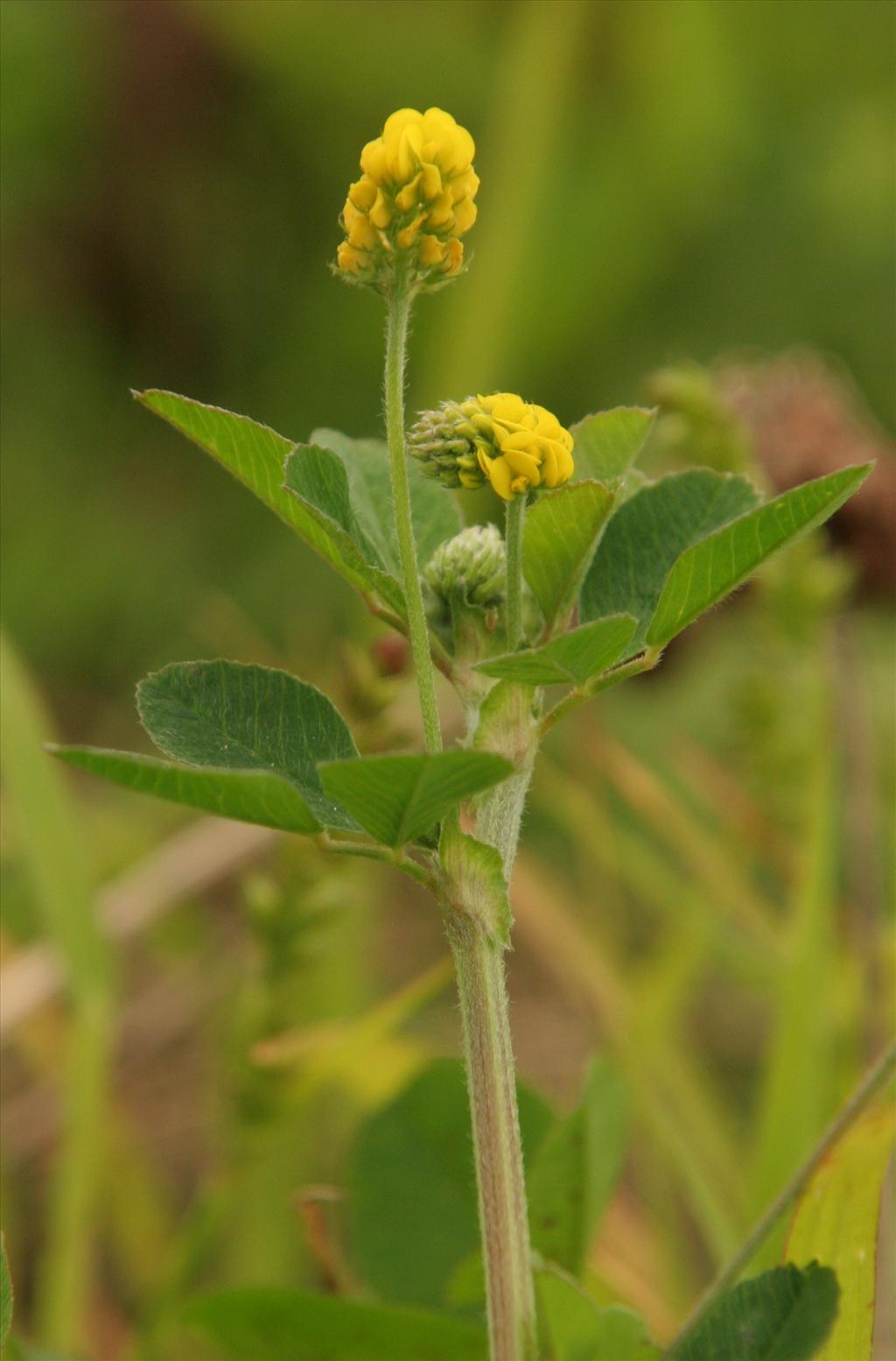 Medicago lupulina (door Willem Braam)