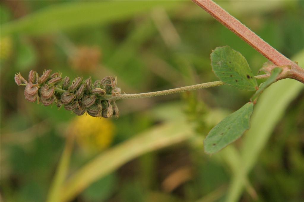 Medicago lupulina (door Willem Braam)