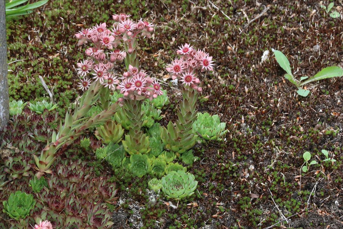 Sempervivum tectorum (door Willem Braam)