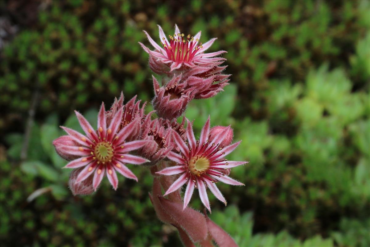 Sempervivum tectorum (door Willem Braam)