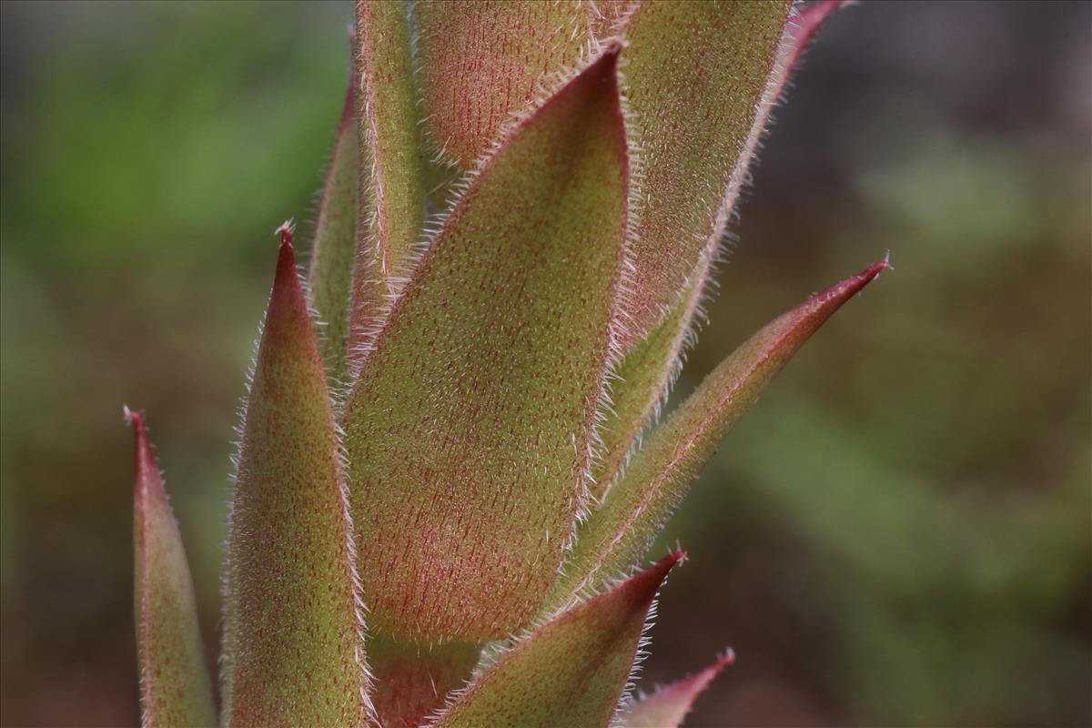 Sempervivum tectorum (door Willem Braam)