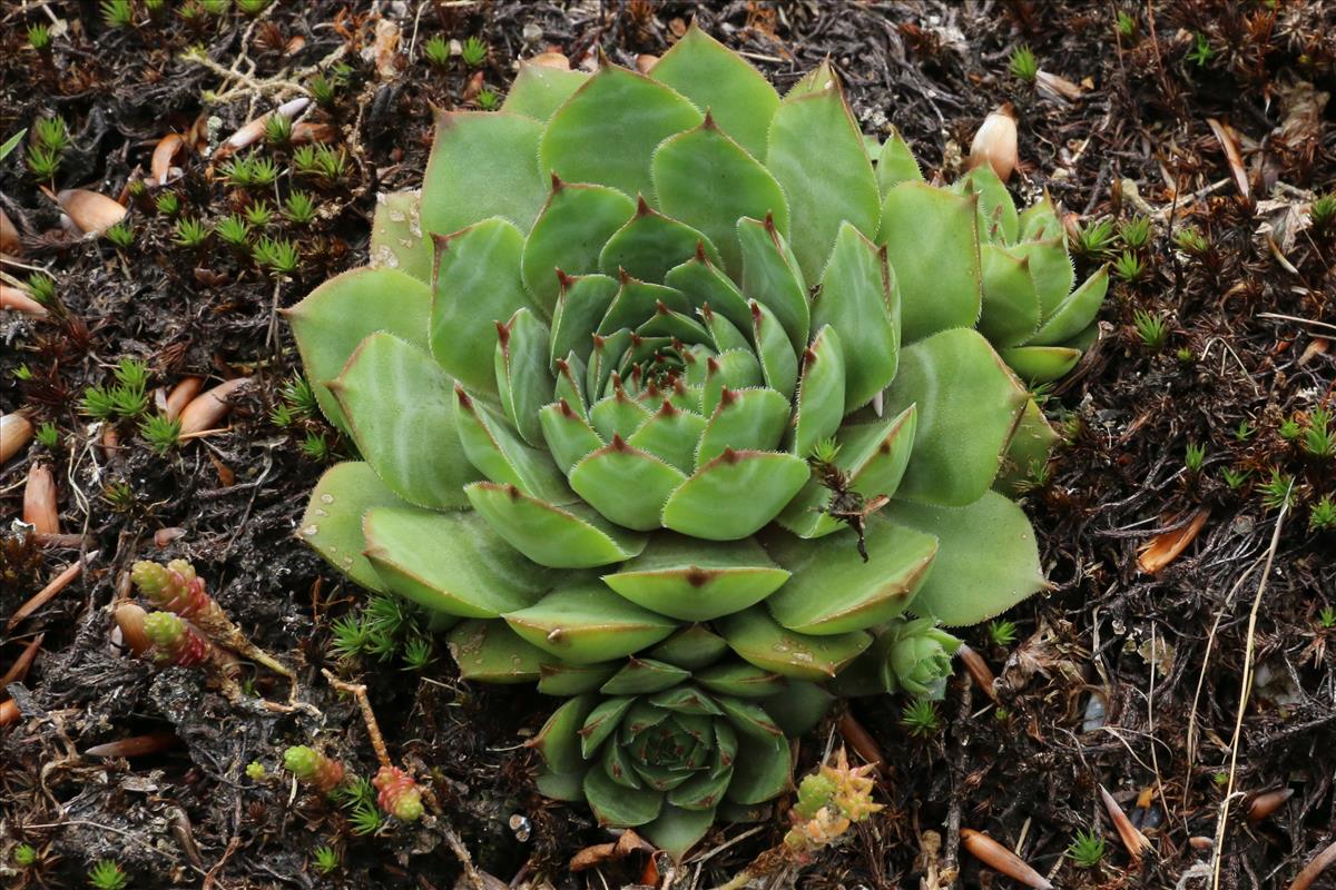 Sempervivum tectorum (door Willem Braam)