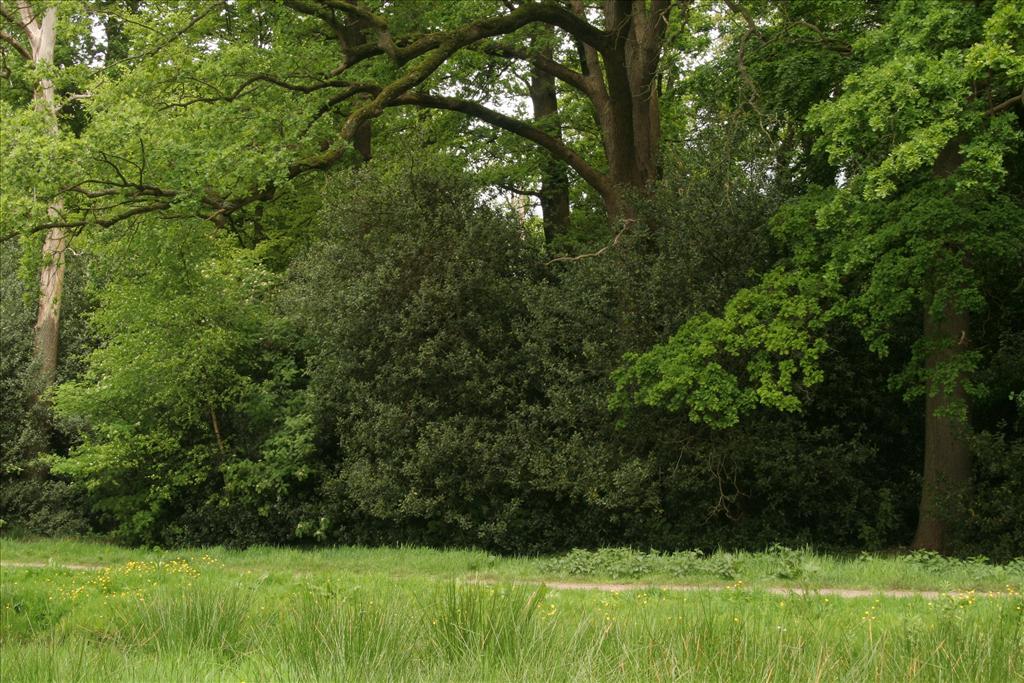 Ilex aquifolium (door Willem Braam)