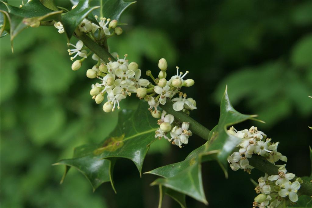 Ilex aquifolium (door Willem Braam)