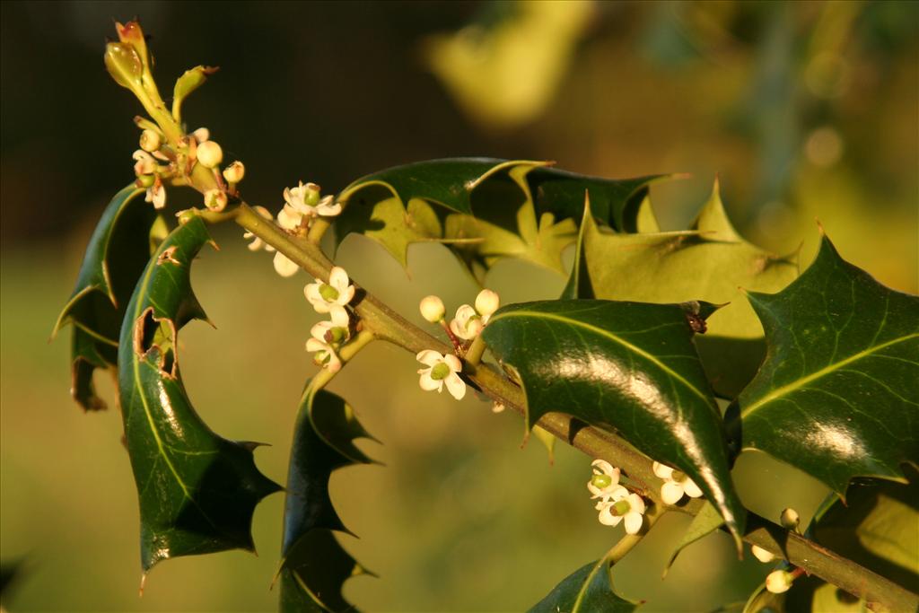 Ilex aquifolium (door Willem Braam)