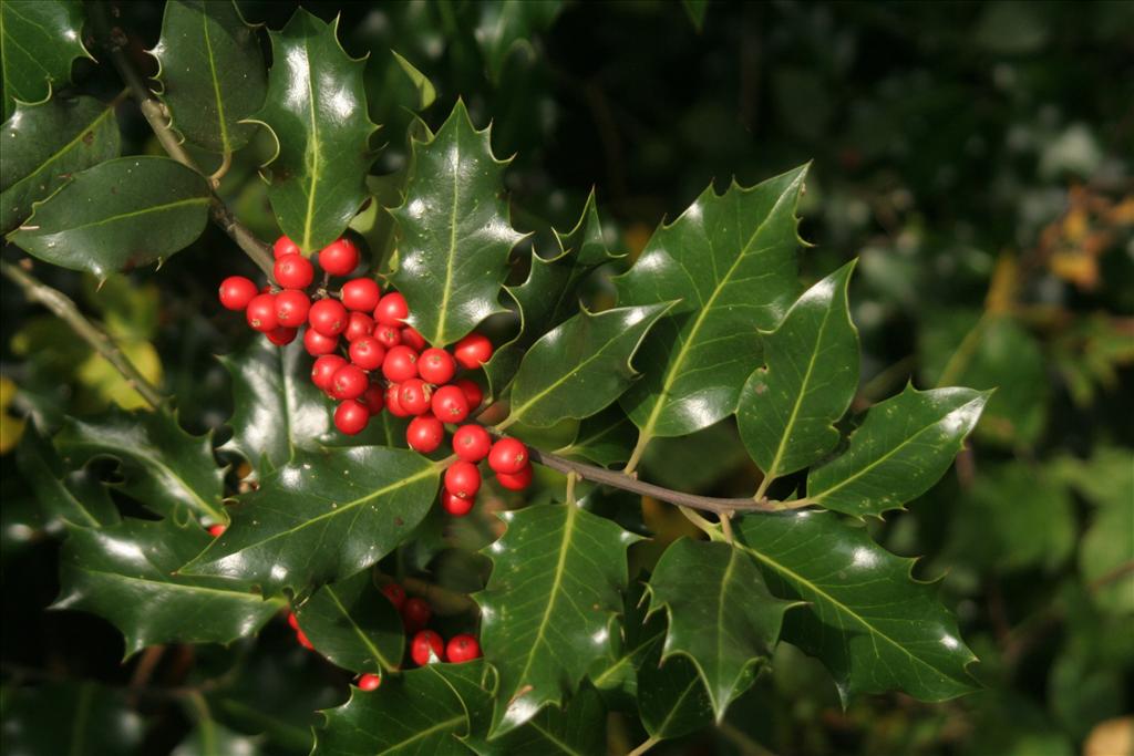 Ilex aquifolium (door Willem Braam)