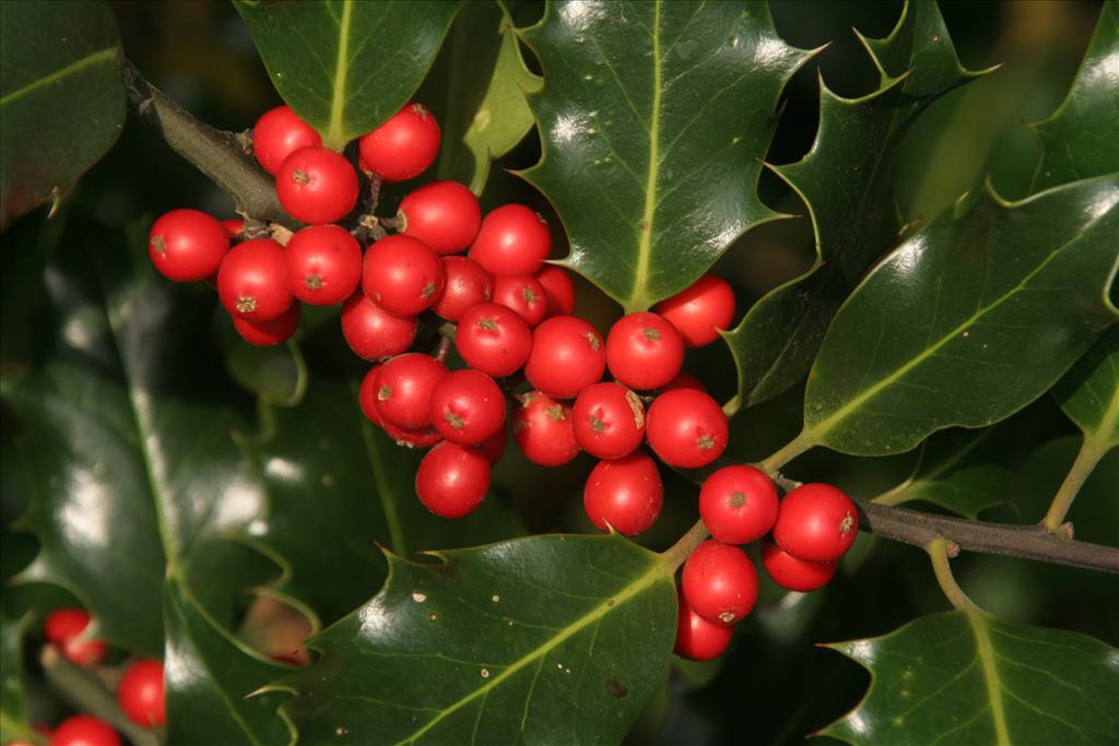 Ilex aquifolium (door Willem Braam)