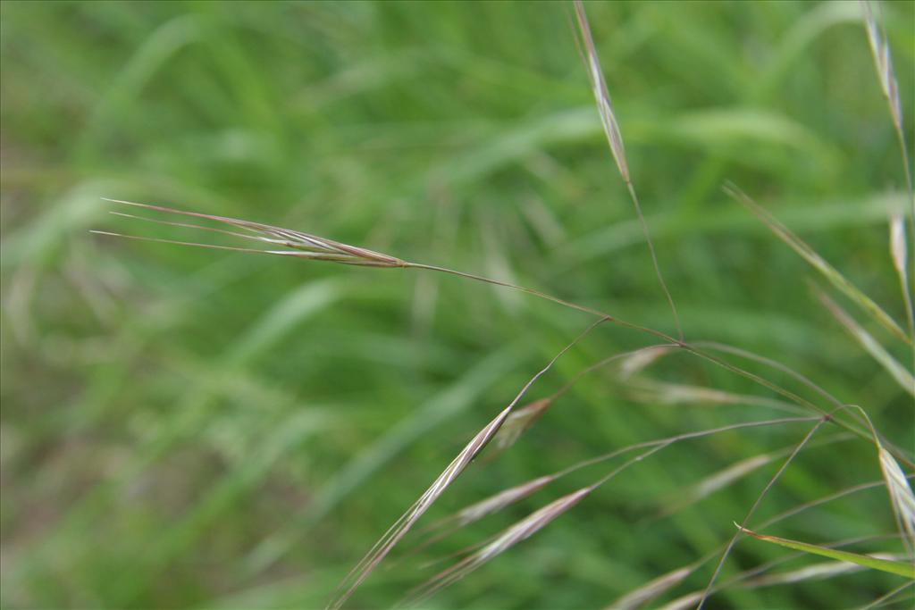 Anisantha sterilis (door Willem Braam)