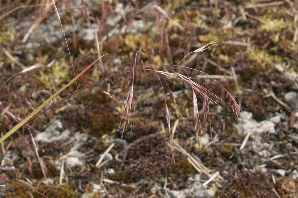 Anisantha sterilis (door Willem Braam)