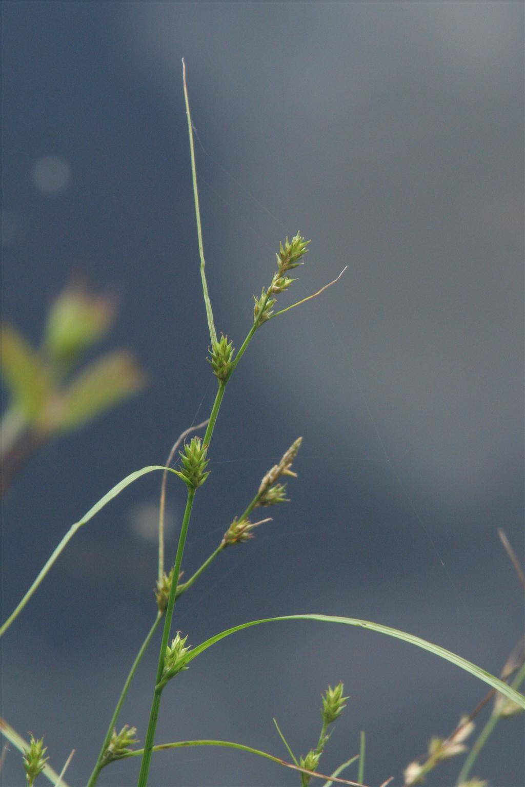 Carex remota (door Willem Braam)