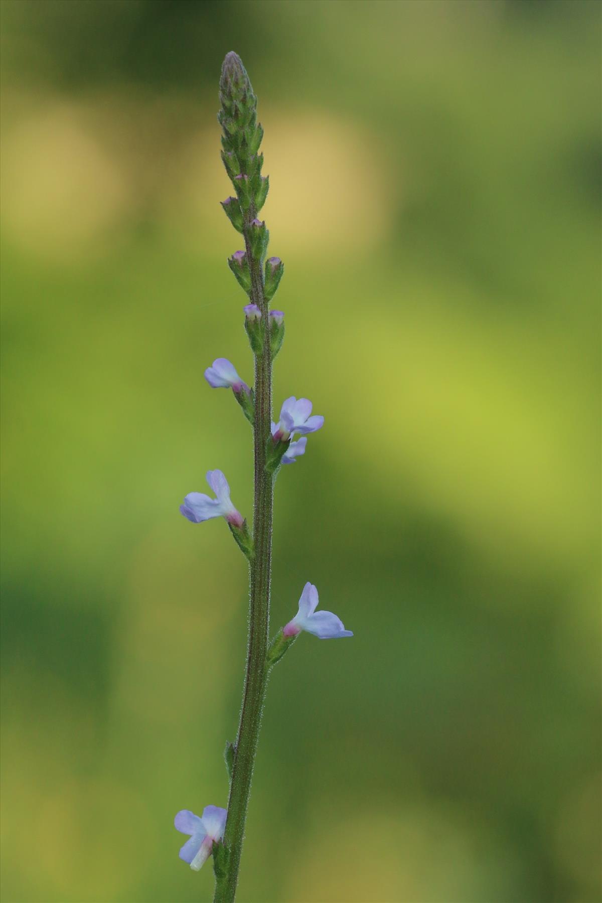 Verbena officinalis (door Willem Braam)