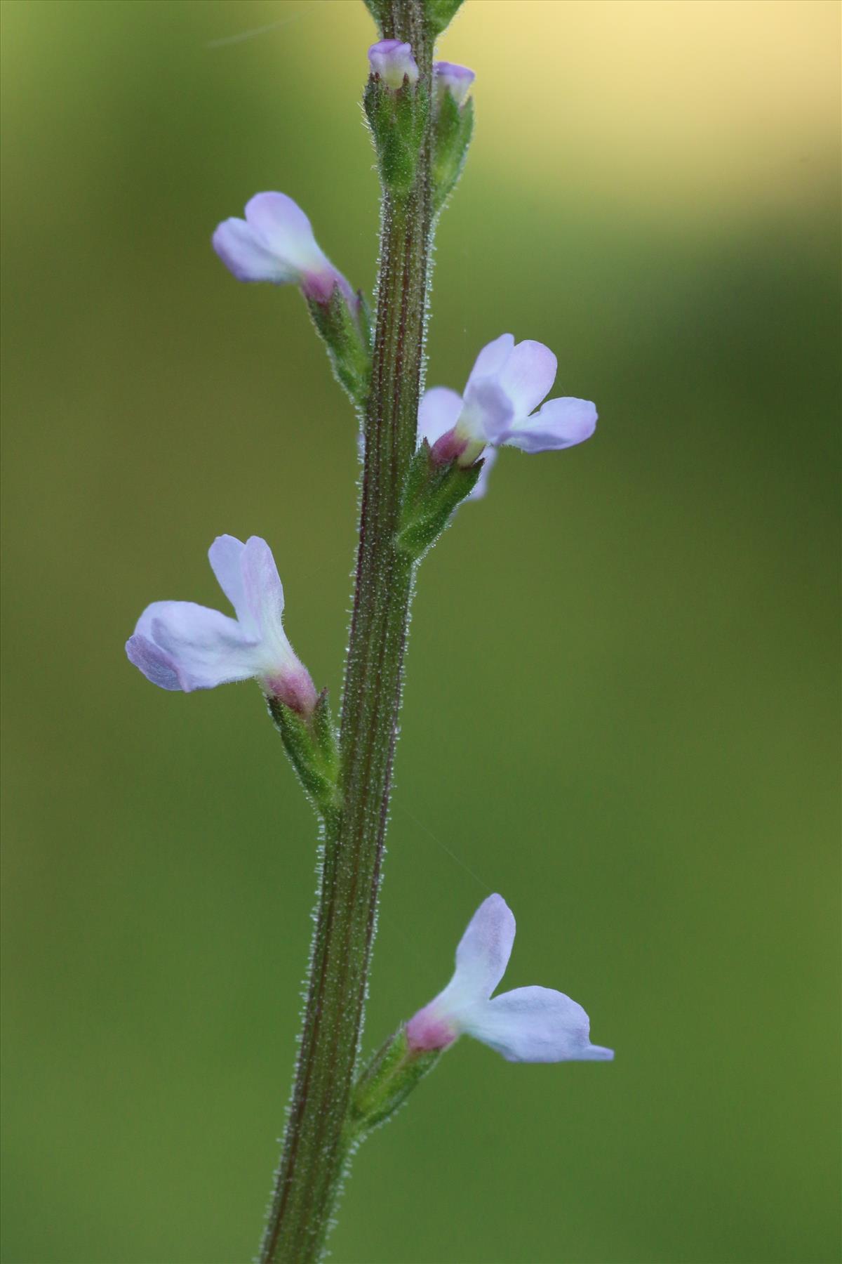 Verbena officinalis (door Willem Braam)