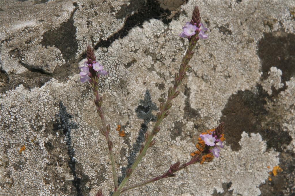 Verbena officinalis (door Willem Braam)