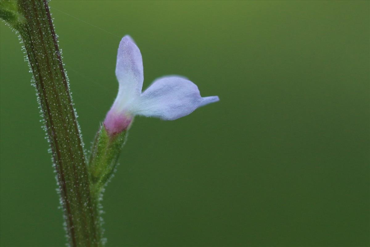 Verbena officinalis (door Willem Braam)