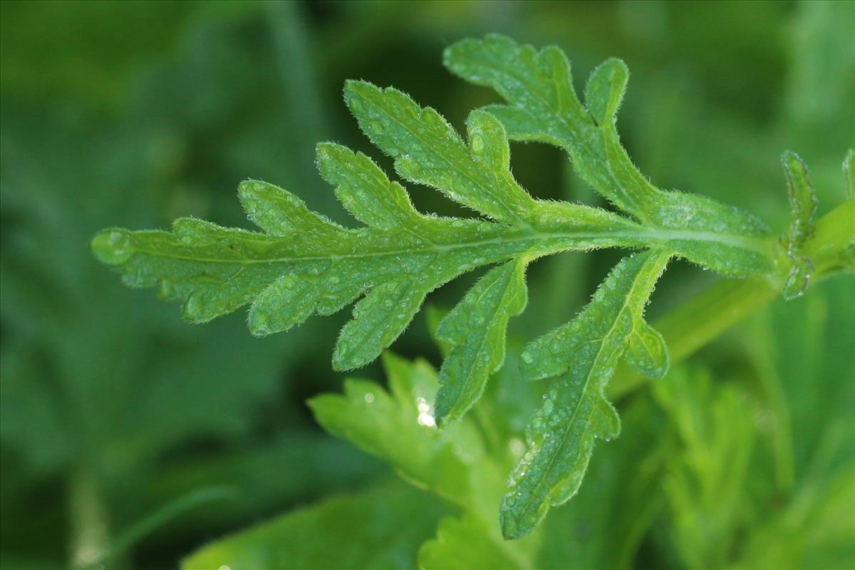 Verbena officinalis (door Willem Braam)